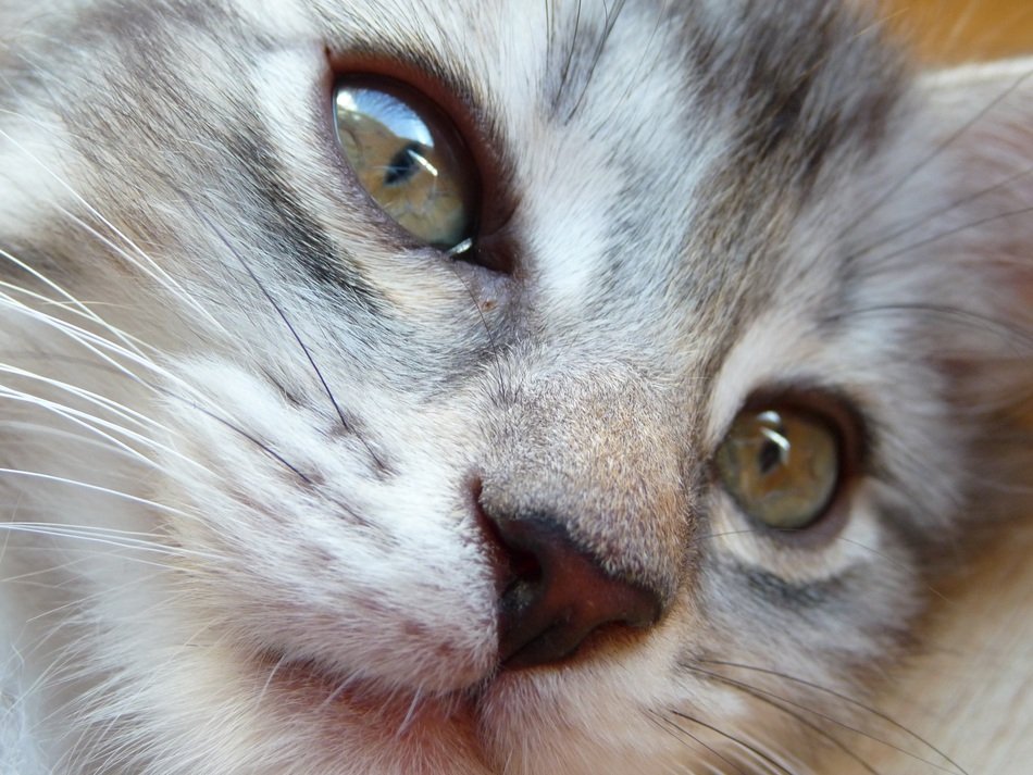 closeup cat head