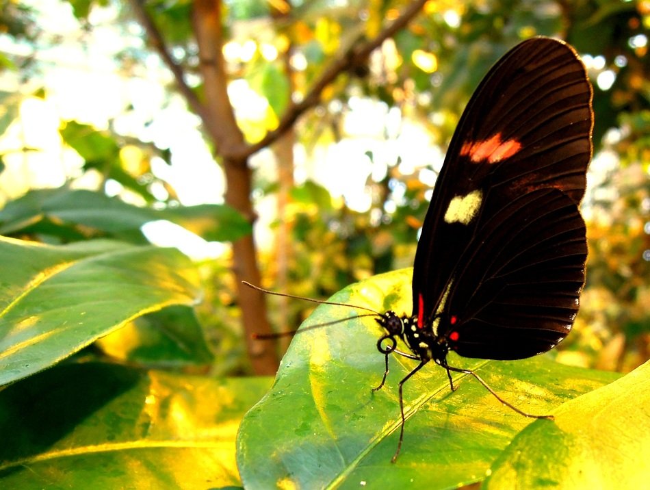 side view of a butterfly