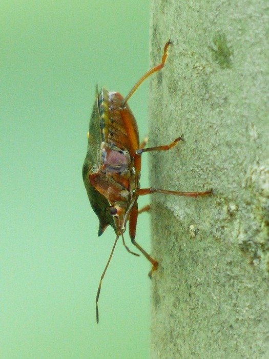 insect with red legs on a stone wall