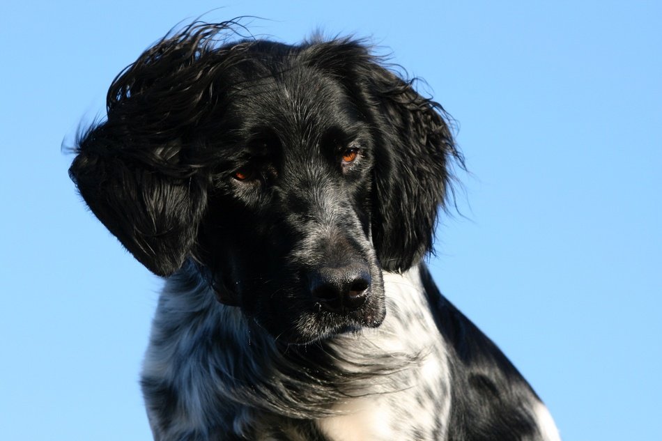Munsterlander Dog