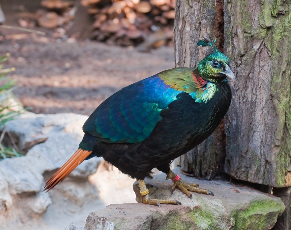 pheasant species Himalayan monal