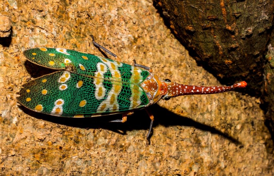 canthigaster cicada on the rock