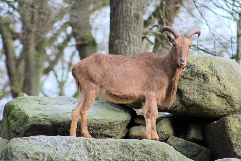 brown goat among large stones