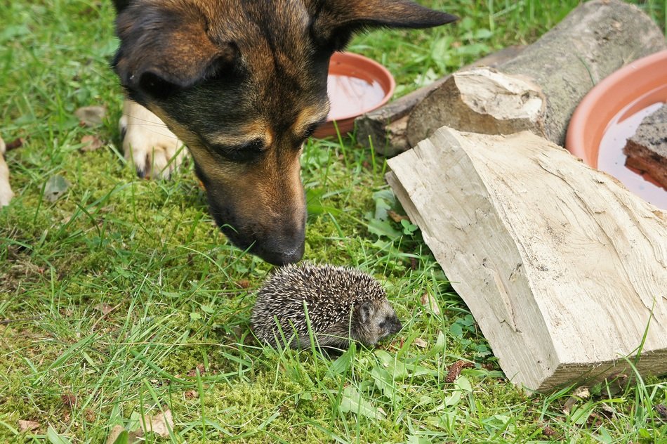 dog and Hedgehog