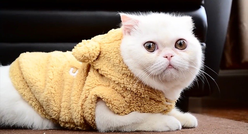 white cat in the plush costume