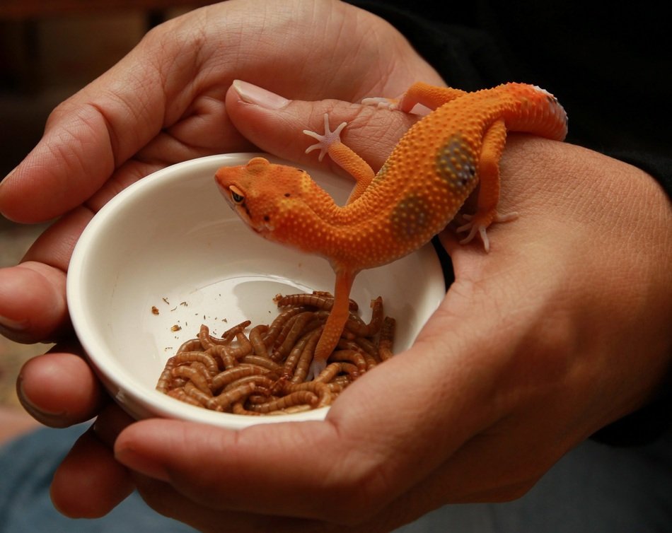 unmatched Gecko Lizard