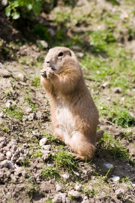 cute animal in a natural environment