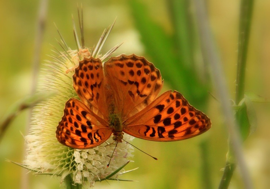 Brown Butterfly with black Dots close-up