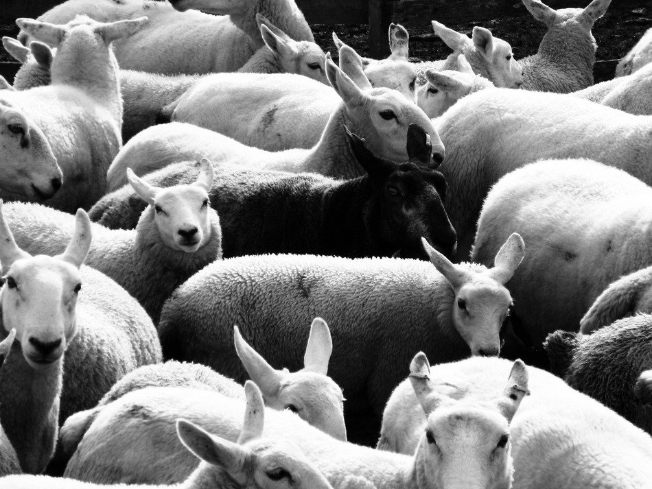 black sheep among white ones
