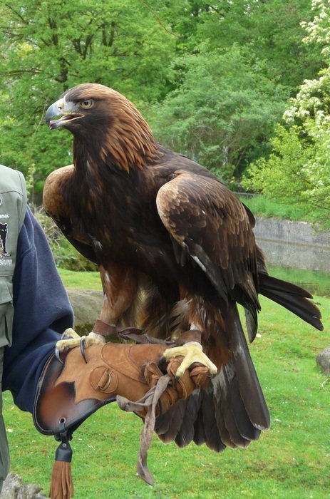 brown Adler bird on the hand