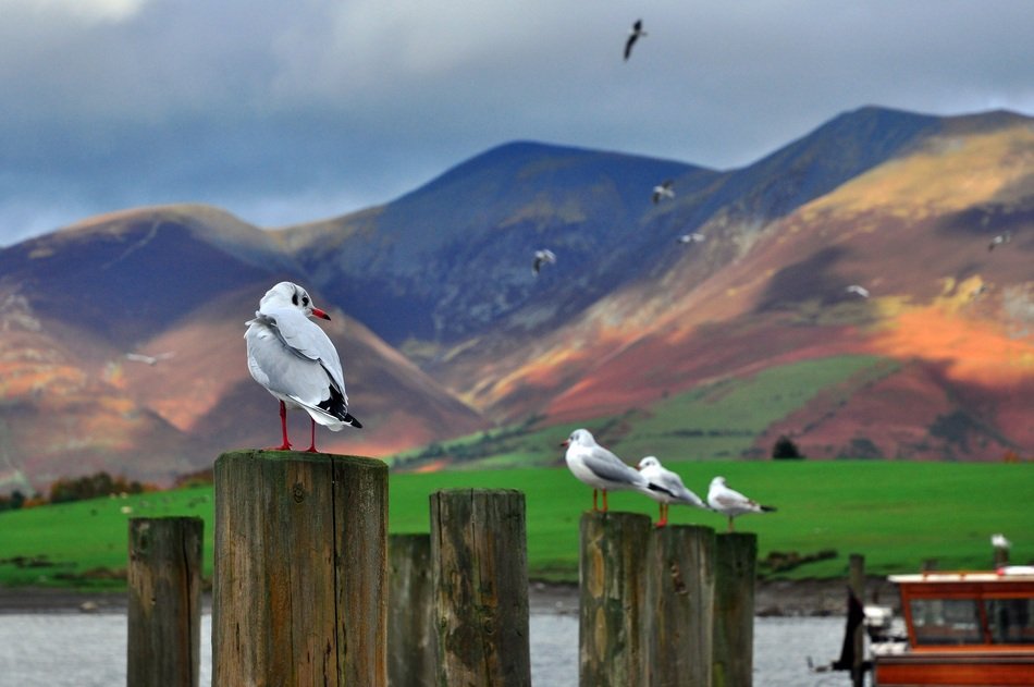Gulls in England drawing
