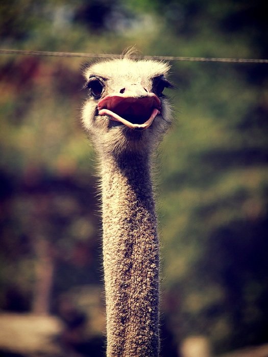 Picture of Ostrich in Africa