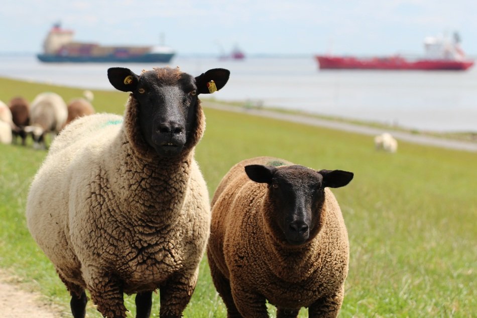 sheep on the green coast