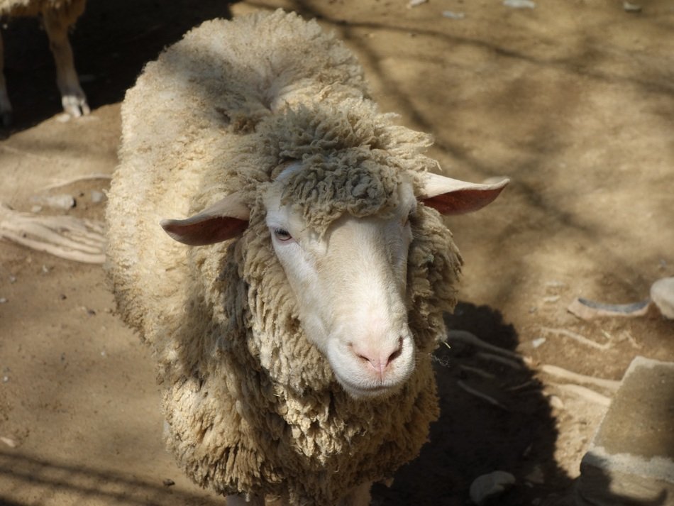 sheep in light and shadow