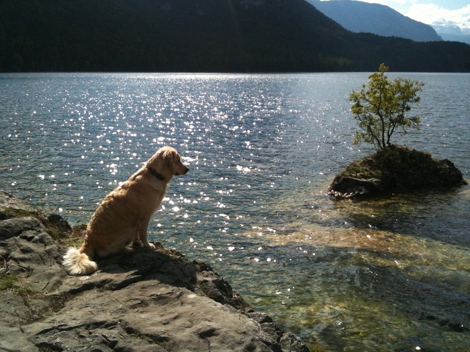 Beautiful and cute Golden Retriever near the water