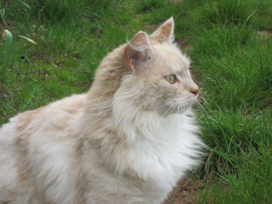 beautiful and amazing free Cat