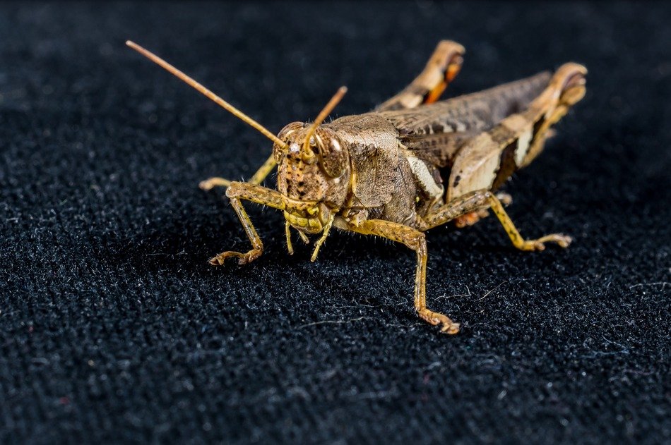 Colorful grasshopper on the surface
