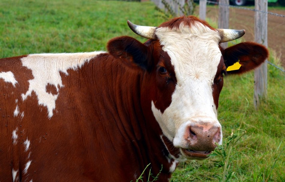 picture of poultry cow on a farm