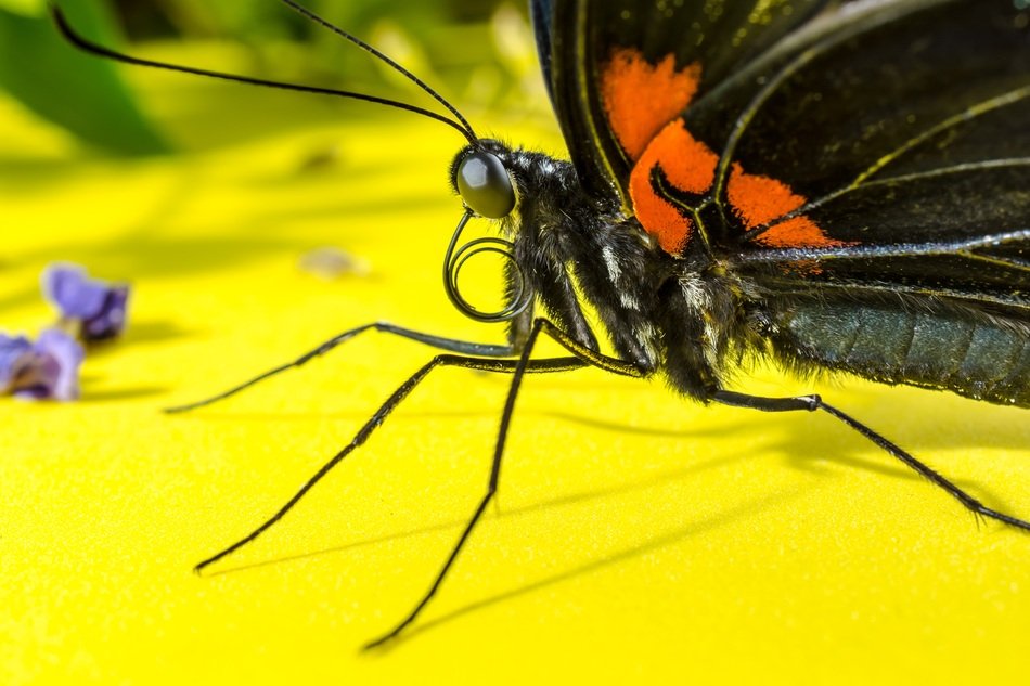 butterfly with long trunk and big eyes close-up on blurred background