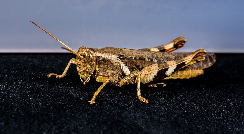 nadtu grasshopper on black