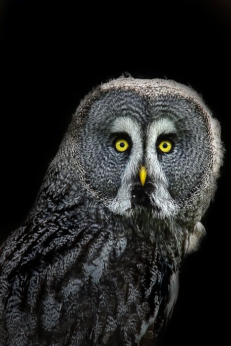 portrait of a night owl on a black background