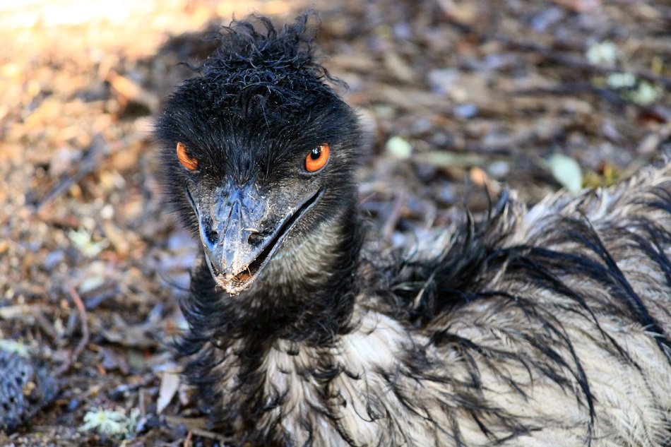 cute lovely Emu