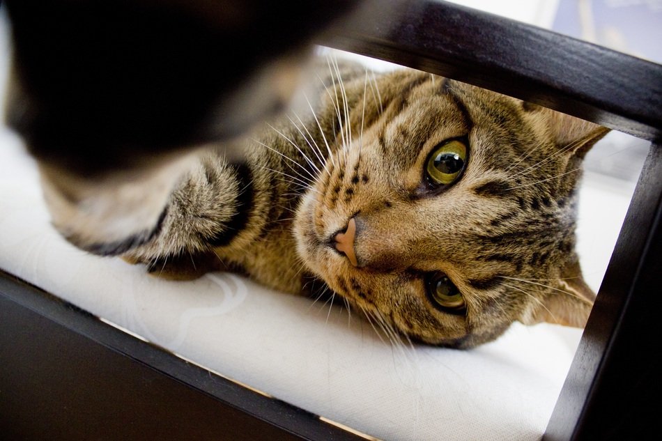 Face of the cute playful kitty