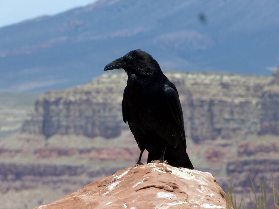 black Raven on rocky mountain