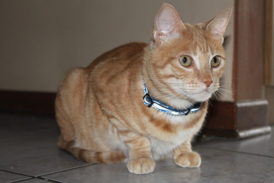 house red cat in a collar