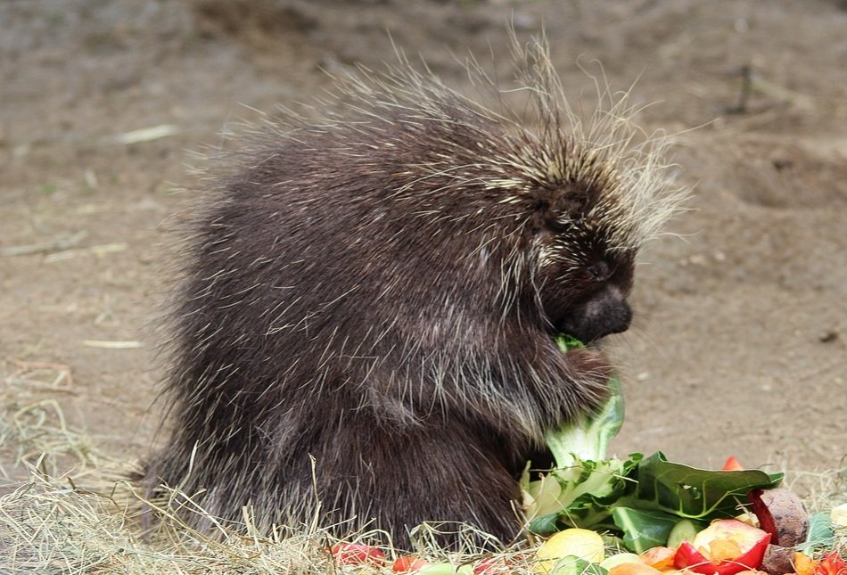 porcupine is a rodent