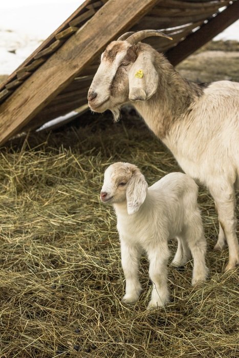 homemade goat and small goat
