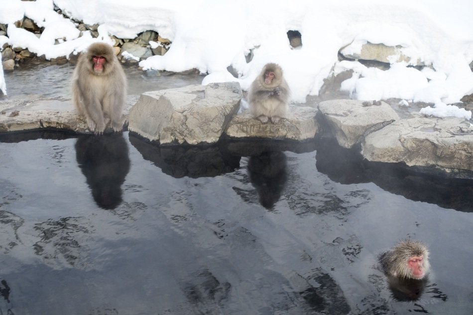 snow monkeys near the lake