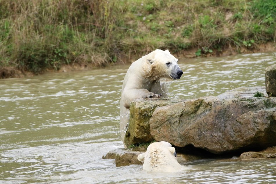 swimming polar bears