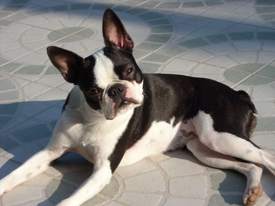 black and white boston terrier in the sun