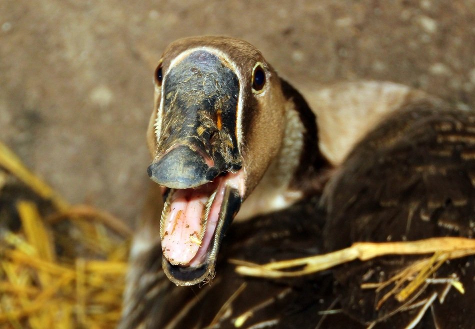 Head of höcker goose