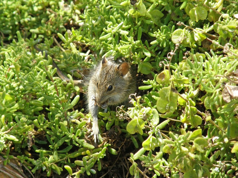 mouse on the cape of good hope