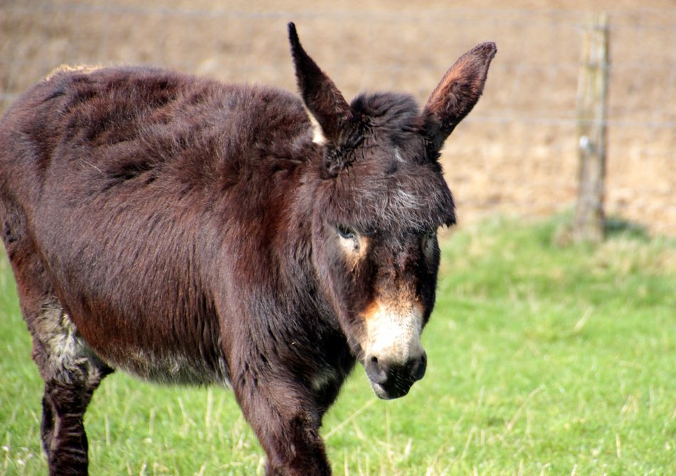 brown domestic donkey