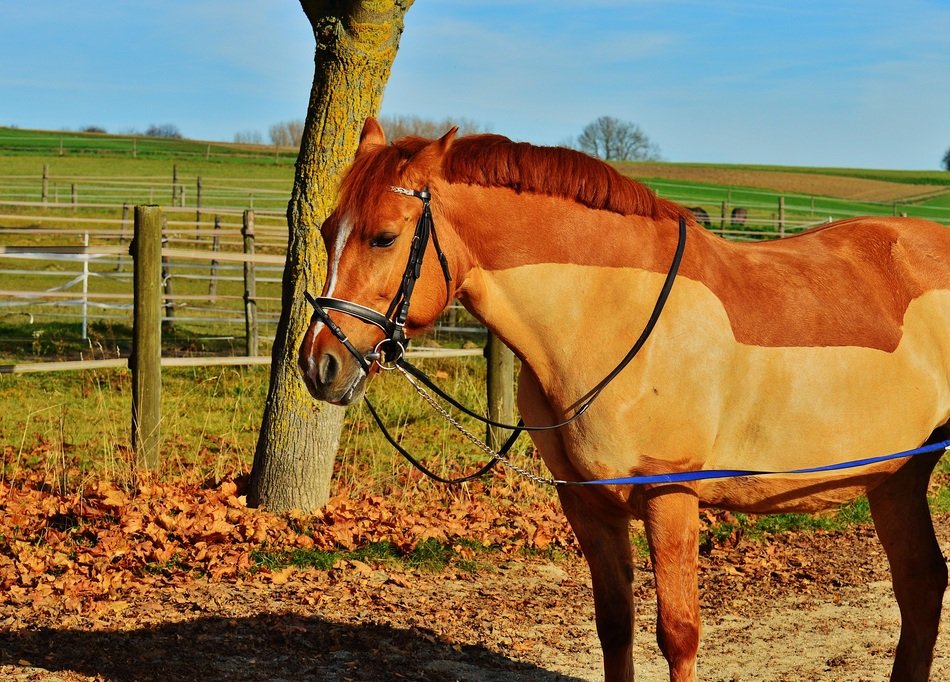 the horse is standing near the tree