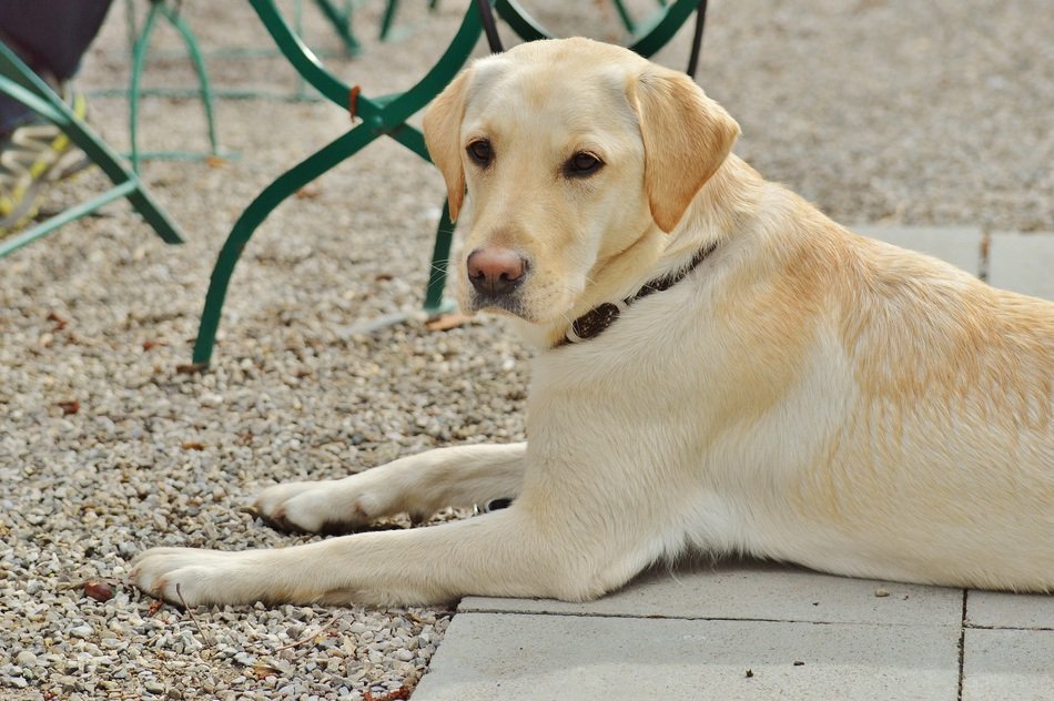 Labrador in the street on the ground