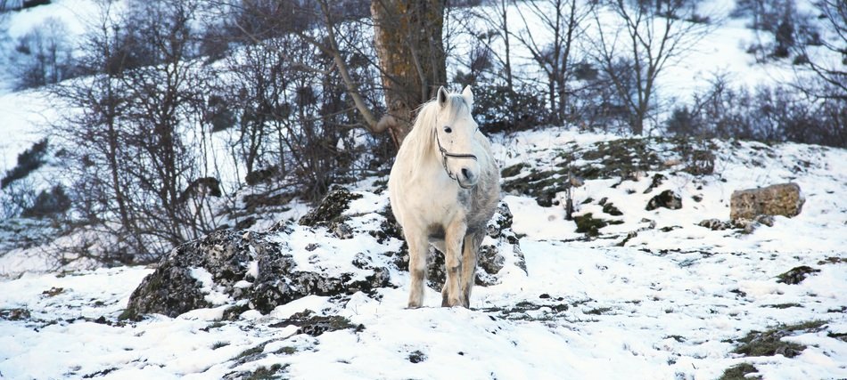 white horse on a winter day