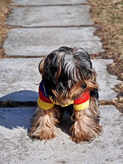 cute beautiful Puppy