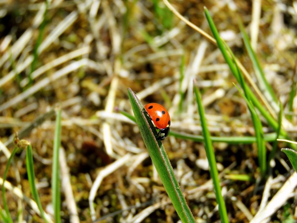 beautiful and amazing small Ladybug