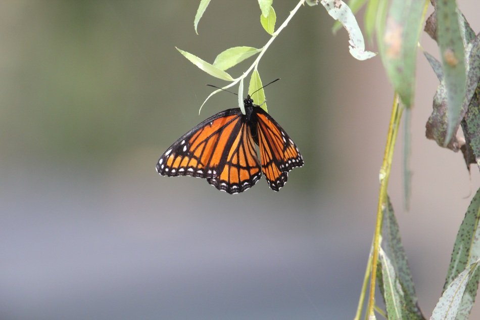 monarch butterfly in the plant