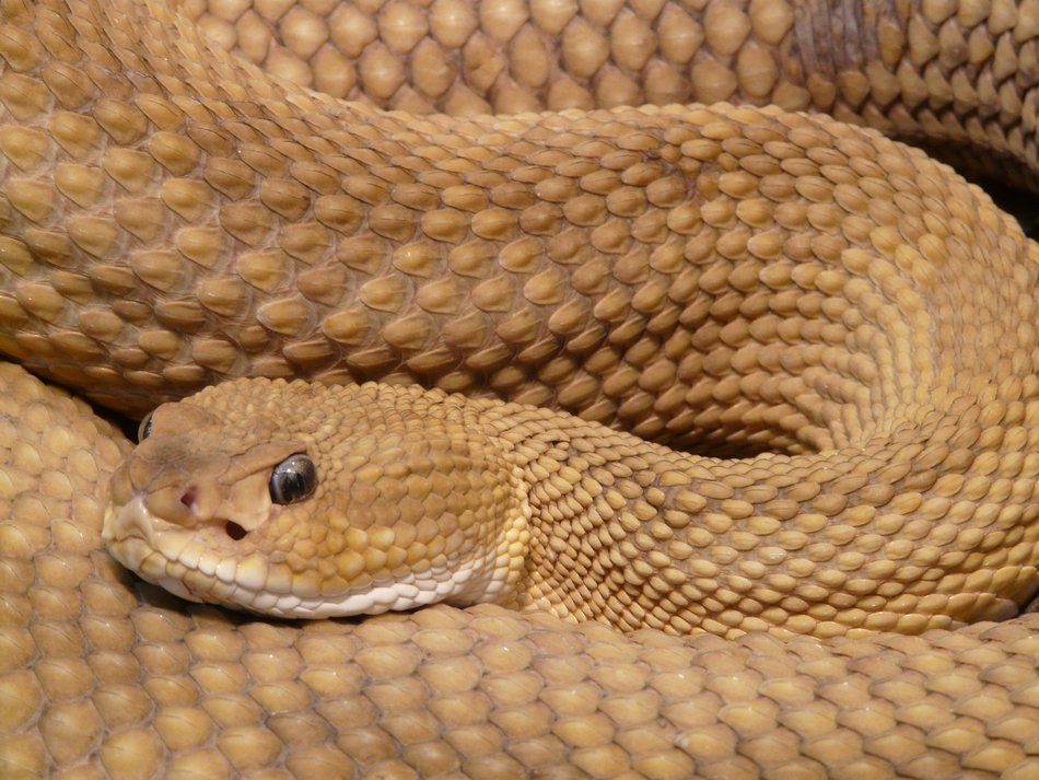 rattlesnake close up