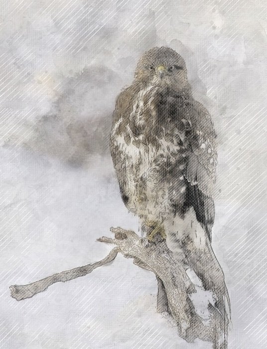 buzzard in the snow