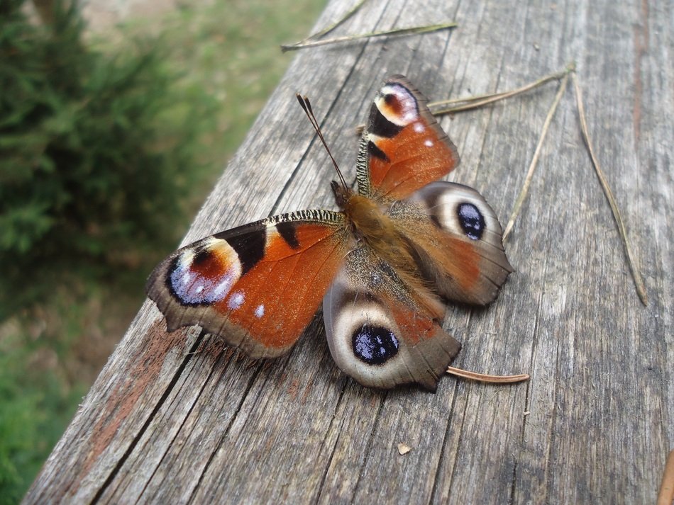 peacock butterfly on the wooden bench