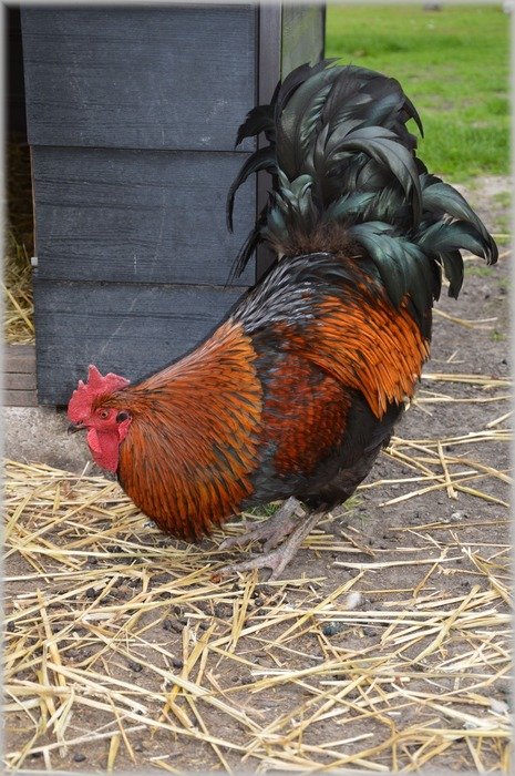 beautiful and amazing Chicken Hen