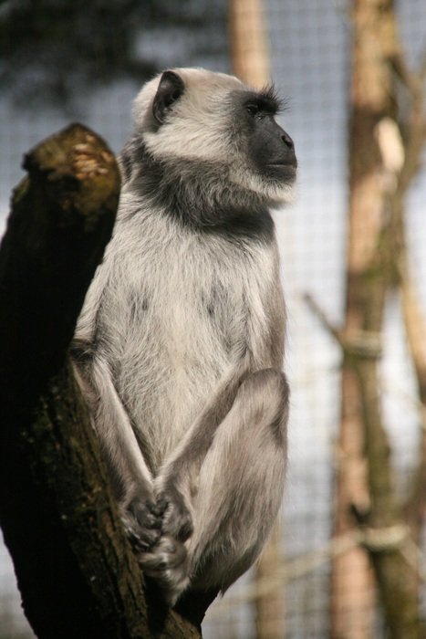 monkey in the zoo apenheul