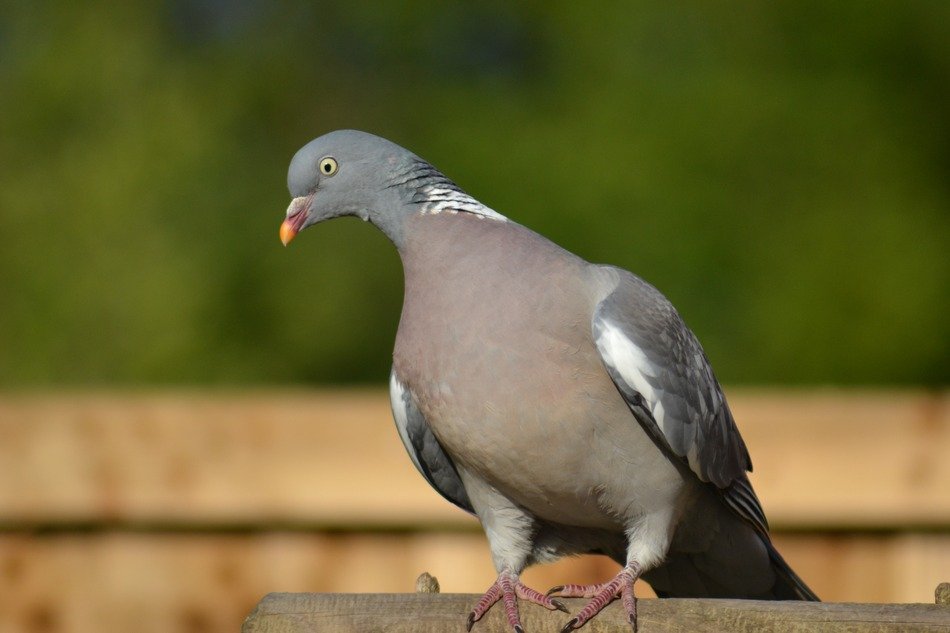 perched woodpigeon