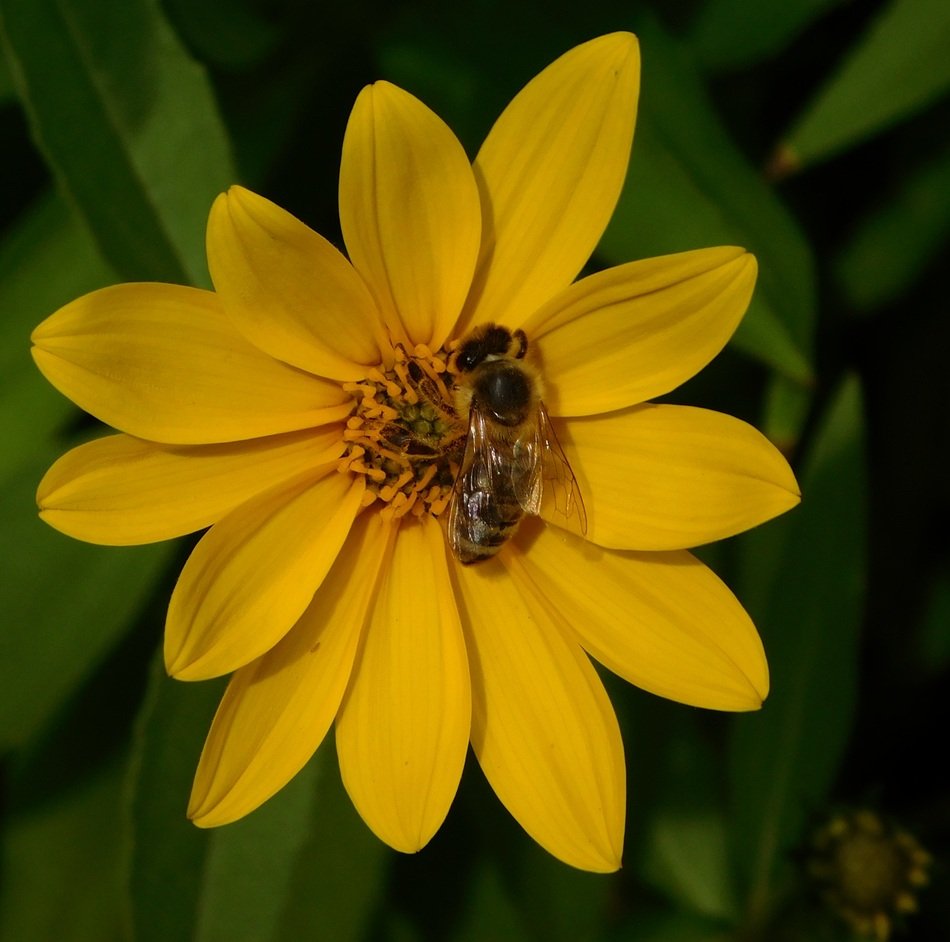 honey bee and beautiful yellow flower